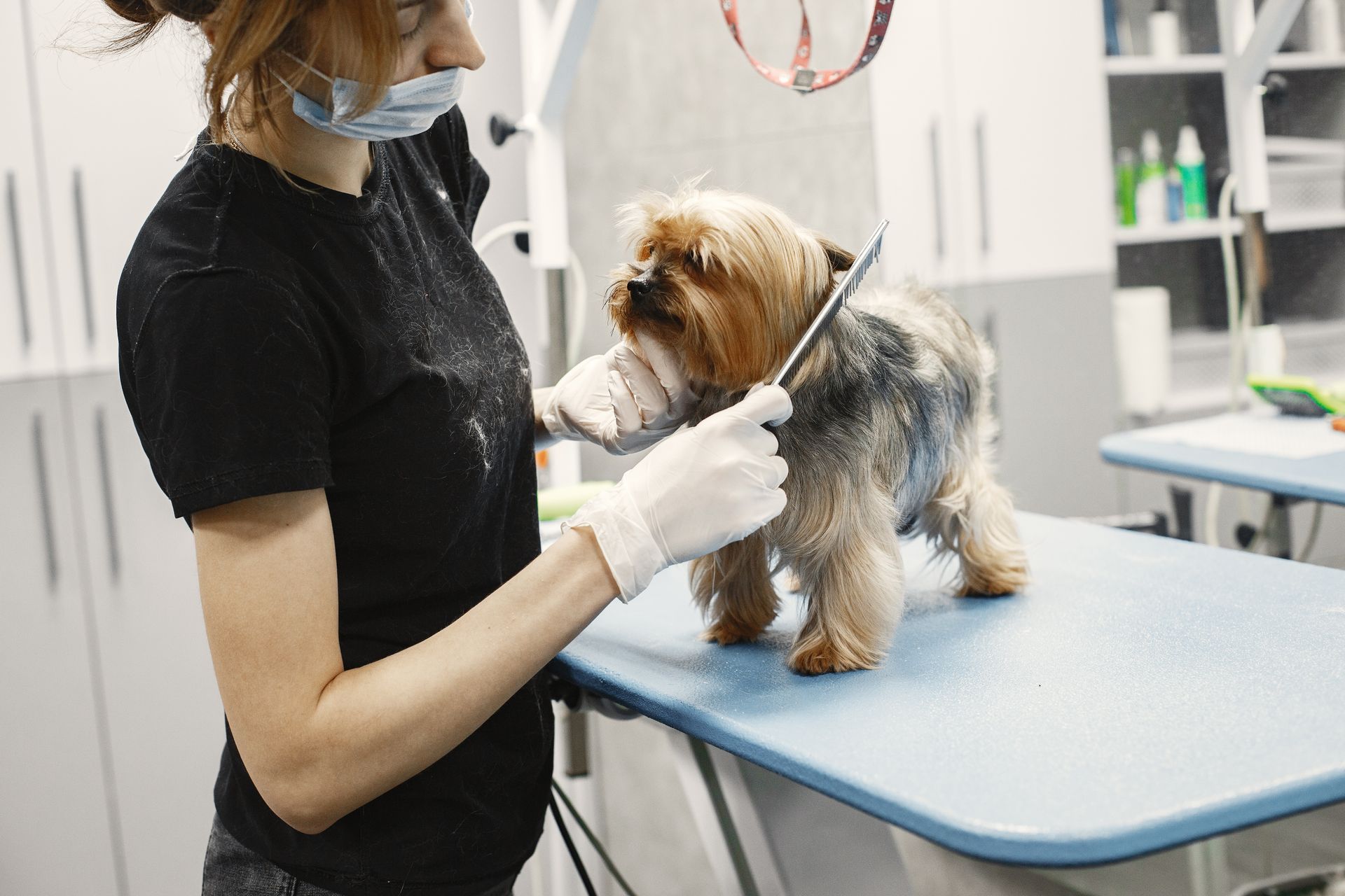 Profissional realiza a tosa de um cão em um pet shop organizado
